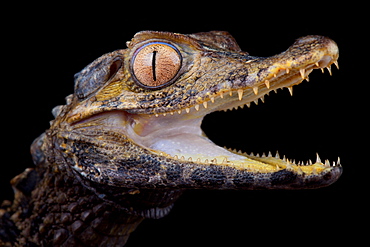 Schneider's dwarf caiman (Paleosuchus trigonatus)