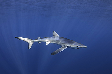 Blue shark (Prionace glauca). North Atlantic Ocean, Canary Islands.