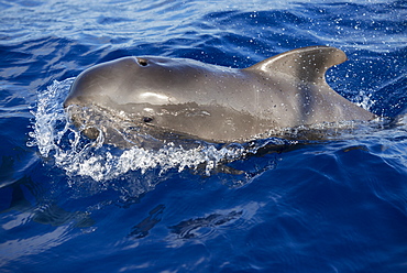 Calderón (Globicephala macrorhynchus). Breeding, neonate swimming on surface. Tenerife, Canary Islands.