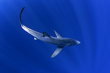 Blue shark (Prionace glauca). North Atlantic Ocean, Canary Islands.