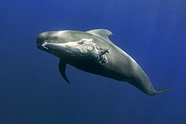 Pilot whale (Globicephala macrorhynchus). A dead neonate carried by an adult, probably his mother. Tenerife, Canary Islands.