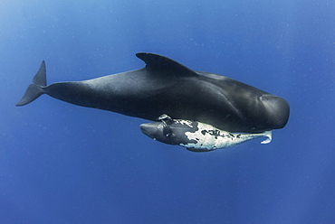 Pilot whale (Globicephala macrorhynchus). A dead neonate carried by an adult, probably his mother. Tenerife, Canary Islands.