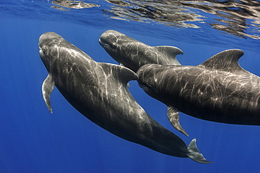 Pilot whale (Globicephala macrorhynchus). Tenerife, Canary Islands.