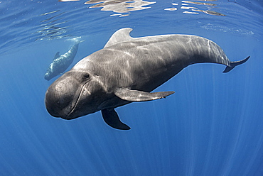 Pilot whale (Globicephala macrorhynchus). Tenerife, Canary Islands.