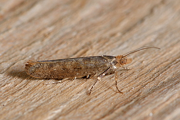 Variable Smudge (Ypsolopha ustella) Imago at the end of wintering, wooded areas of oaks, Côtes d'Armor, Brittany, France