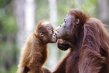 Borneo Orangutan (Pongo pygmaeus pygmaeus) portrait of female and her young, Tanjung Puting National Park, Indonesia