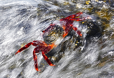 Lightfoot crab (Grapsus adscensionis) in the intertidal. Marine invertebrates of the Canary Islands, Tenerife.