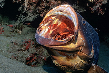 Canary fish. Dusky grouper (Epinephelus marginatus). Lanzarote. Canary Islands.