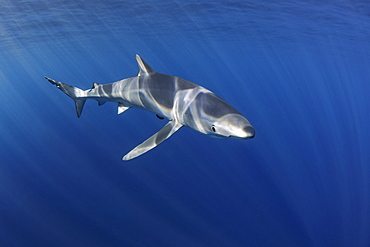 Blue shark (Prionace glauca). North Atlantic Ocean, Canary Islands.