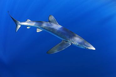 Blue shark (Prionace glauca). North Atlantic Ocean, Canary Islands.