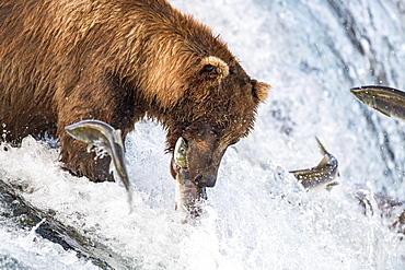 Grizzly bear (Ursus arctos horribilis) catching Salmon, Brooks Falls, Katmai National Park, Alaska, USA