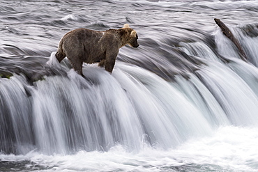 Grizzly bear (Ursus arctos horribilis), Brooks Falls, Katmai National Park, Alaska, USA