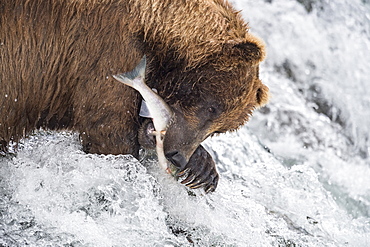 Grizzly bear (Ursus arctos horribilis) catching Salmon, Brooks Falls, Katmai National Park, Alaska, USA