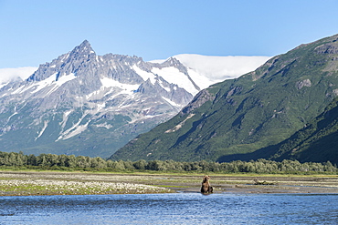 Grizzly bear (Ursus arctos horribilis) sitting in front of mountains, Katmai National Park, Alaska, USA