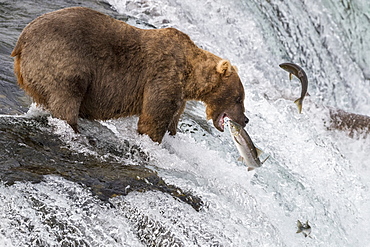 Grizzly bear (Ursus arctos horribilis) catching Salmon, Brooks Falls, Katmai National Park, Alaska, USA