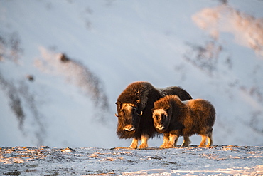 Musk Ox (Ovibos moschatus), mother with calf, winter, Dovrefjell-Sunndalsfjella-Nationalpark, Norway