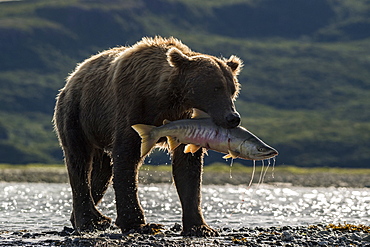 Grizzly bear (Ursus arctos horribilis) catching Salmon, Katmai National Park, Alaska, USA