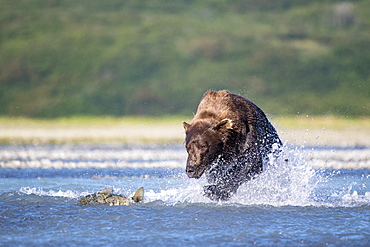 Grizzly bear (Ursus arctos horribilis) chasing Salmon, Katmai National Park, Alaska, USA