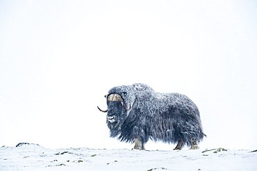 Musk Ox (Ovibos moschatus), bull in winter, Dovrefjell-Sunndalsfjella-Nationalpark, Norway