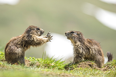 Alpine marmot ( Marmota marmota), two subadult playing, National Park Hohe Tauern, Austria