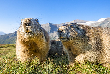 Alpine marmot ( Marmota marmota), curious, Wideangle, National Park Hohe Tauern, Austria