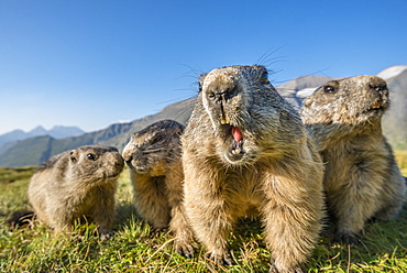 Alpine marmot ( Marmota marmota), curious and close-up, Wideangle, National Park Hohe Tauern, Austria