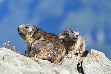 Alpine marmot ( Marmota marmota), National Park Hohe Tauern, Austria