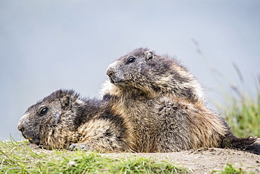 Alpine marmot ( Marmota marmota), two adults, National Park Hohe Tauern, Austria