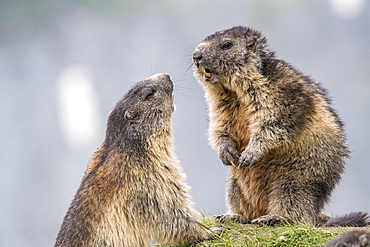 Alpine marmot ( Marmota marmota), two adults, National Park Hohe Tauern, Austria