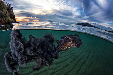 Common Cuttlefish (Sepia officinalis) spitting ink under the surface at dusk, Miseno, Napoli, Italy, Tyrrhenian Sea