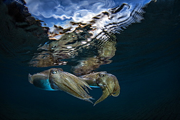 Common Cuttlefish (Sepia officinalis) under the surface at dusk, Miseno, Napoli, Italy, Tyrrhenian Sea