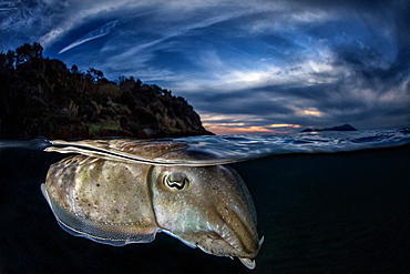 Common Cuttlefish (Sepia officinalis) under the surface at dusk, Miseno, Napoli, Italy, Tyrrhenian Sea