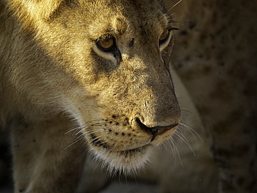 A Lioness (Panthera leao) in the early morning sun in Hwange National Park, Zimbabwe.