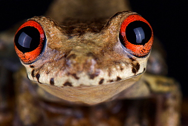 Lowland tropical dwarf bullfrog (Leptodactylus andreae)