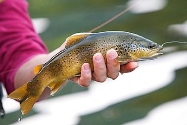 Trout fishing on the Loue river, Presentation of a wild trout (Salmo trutta fario), Franche-Comté, France