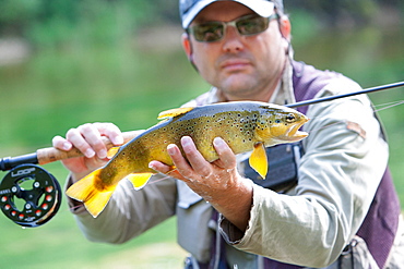 Trout fishing on the Loue river, Presentation of a wild trout (Salmo trutta fario), Franche-Comté, France