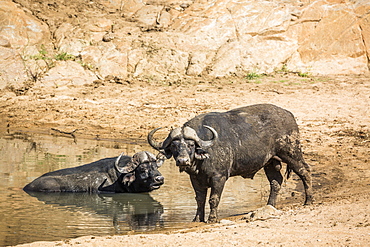 Two African buffalo bull in waterhole in Kruger National park, South Africa ; Specie Syncerus caffer family of Bovidae