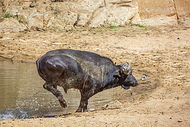 African buffalo (Syncerus caffer) running out of waterhole in Kruger National park, South Africa