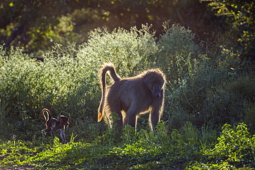 Chacma baboon (Papio ursinus) mother with a cute baby walking on lakeside in Kruger National park, South Africa