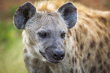 Spotted hyaena (Crocuta crocuta) portrait in Kruger National park, South Africa