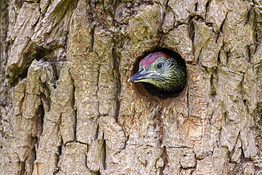 Green woodpecker (Picus viridis) young head coming out of the nest hole, England