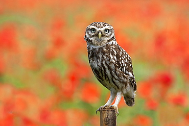 Little owl (Athena noctua) perched on a post amongst poppys, England