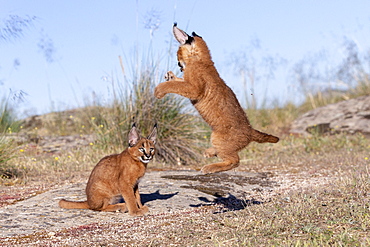 Caracal (Caracal caracal) , Occurs in Africa and Asia, Young animals 9 weeks old, in the grass, Captive.