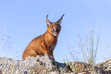 Caracal (Caracal caracal) , Occurs in Africa and Asia, Young animal 9 weeks old, Walking in the rocks, Captive.