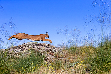 Caracal (Caracal caracal) , Occurs in Africa and Asia, Adult animal, Male, jumping on rock, Captive.