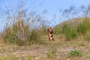 Caracal (Caracal caracal) , Occurs in Africa and Asia, Adult animal, Male, walking in the grass, Captive.