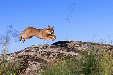 Caracal (Caracal caracal) , Occurs in Africa and Asia, Adult animal, Male, jumping on rock, Captive.