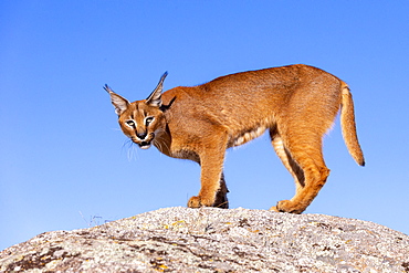 Caracal (Caracal caracal) , Occurs in Africa and Asia, Adult animal, Male, Walking on rock, Captive.