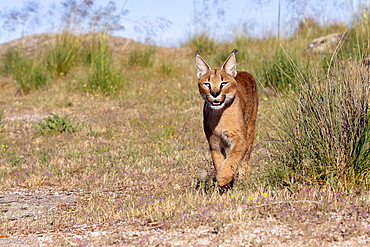 Caracal (Caracal caracal) , Occurs in Africa and Asia, Adult animal, Male, walking in the grass, Captive.