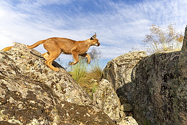 Caracal (Caracal caracal) , Occurs in Africa and Asia, Adult animal, Male, Jumping, Running, Captive.